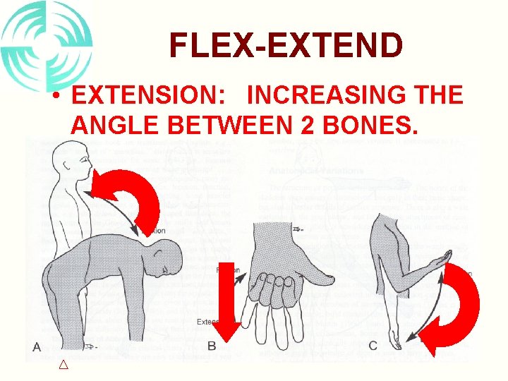 FLEX-EXTEND • EXTENSION: INCREASING THE ANGLE BETWEEN 2 BONES. 