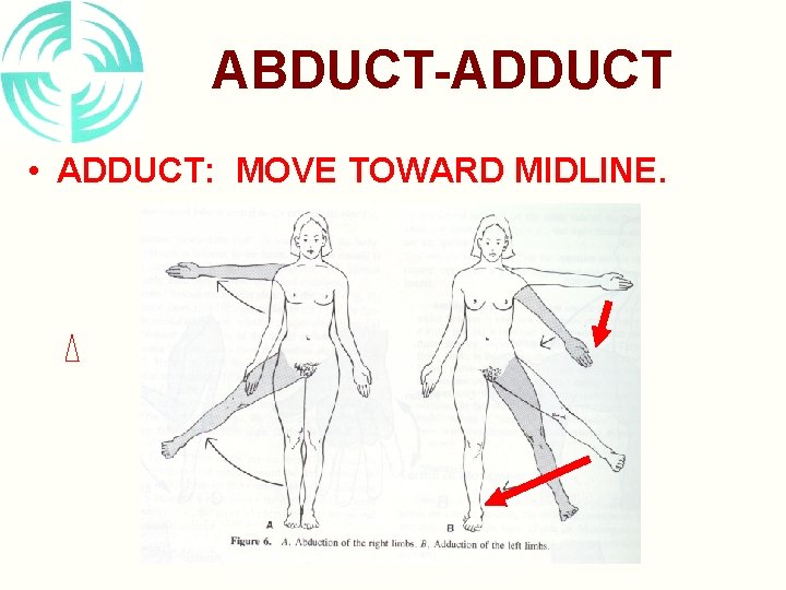 ABDUCT-ADDUCT • ADDUCT: MOVE TOWARD MIDLINE. 