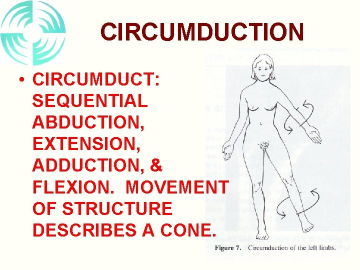 CIRCUMDUCTION • CIRCUMDUCT: SEQUENTIAL ABDUCTION, EXTENSION, ADDUCTION, & FLEXION. MOVEMENT OF STRUCTURE DESCRIBES A