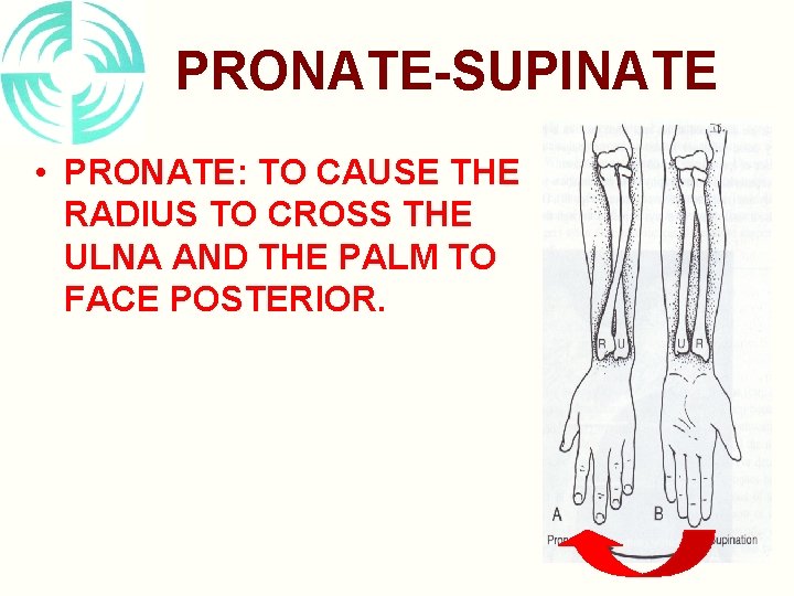 PRONATE-SUPINATE • PRONATE: TO CAUSE THE RADIUS TO CROSS THE ULNA AND THE PALM