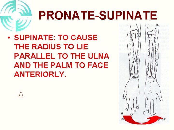 PRONATE-SUPINATE • SUPINATE: TO CAUSE THE RADIUS TO LIE PARALLEL TO THE ULNA AND
