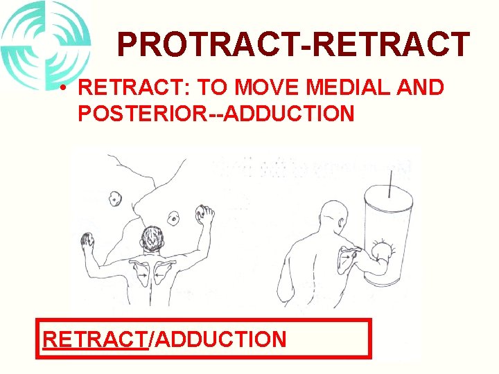 PROTRACT-RETRACT • RETRACT: TO MOVE MEDIAL AND POSTERIOR--ADDUCTION RETRACT/ADDUCTION 