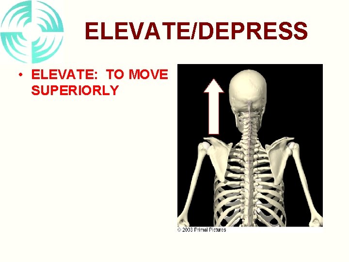 ELEVATE/DEPRESS • ELEVATE: TO MOVE SUPERIORLY 