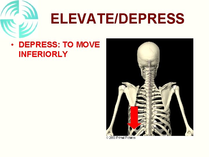 ELEVATE/DEPRESS • DEPRESS: TO MOVE INFERIORLY 