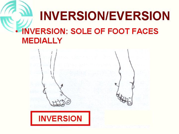 INVERSION/EVERSION • INVERSION: SOLE OF FOOT FACES MEDIALLY INVERSION 