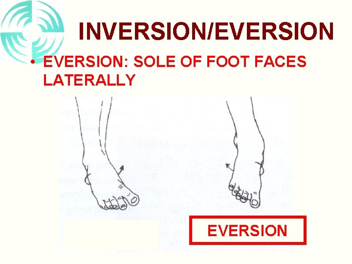 INVERSION/EVERSION • EVERSION: SOLE OF FOOT FACES LATERALLY EVERSION 
