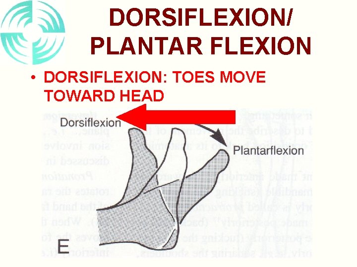 DORSIFLEXION/ PLANTAR FLEXION • DORSIFLEXION: TOES MOVE TOWARD HEAD 