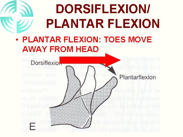 DORSIFLEXION/ PLANTAR FLEXION • PLANTAR FLEXION: TOES MOVE AWAY FROM HEAD 