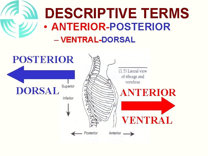 DESCRIPTIVE TERMS • ANTERIOR-POSTERIOR – VENTRAL-DORSAL POSTERIOR DORSAL ANTERIOR VENTRAL 