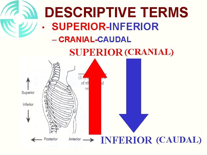 DESCRIPTIVE TERMS • SUPERIOR-INFERIOR – CRANIAL-CAUDAL SUPERIOR (CRANIAL) INFERIOR (CAUDAL) 