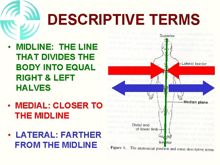 DESCRIPTIVE TERMS • MIDLINE: THE LINE THAT DIVIDES THE BODY INTO EQUAL RIGHT &