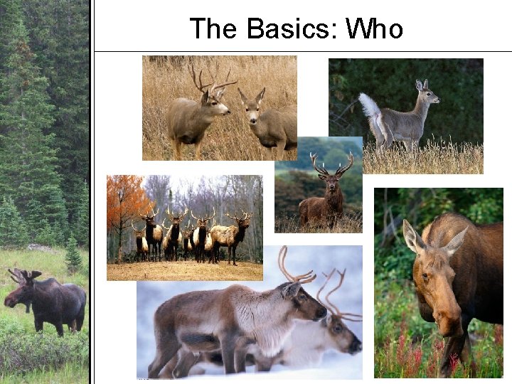 The Basics: Who The Basics: Who