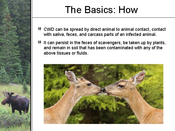 The Basics: How CWD can be spread by direct animal to animal contact, contact The Basics: How CWD can be spread by direct animal to animal contact, contact