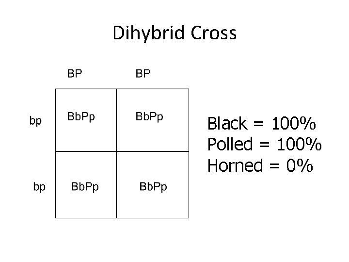 Dihybrid Cross Black = 100% Polled = 100% Horned = 0% 