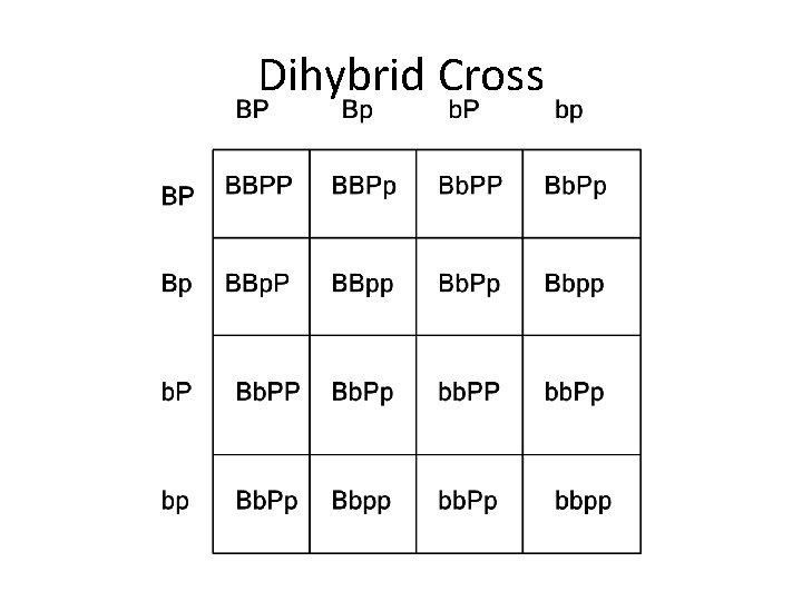 Dihybrid Cross 