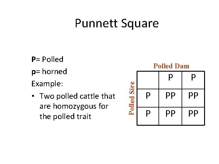 Punnett Square Polled Dam Polled Sire P= Polled p= horned Example: • Two polled