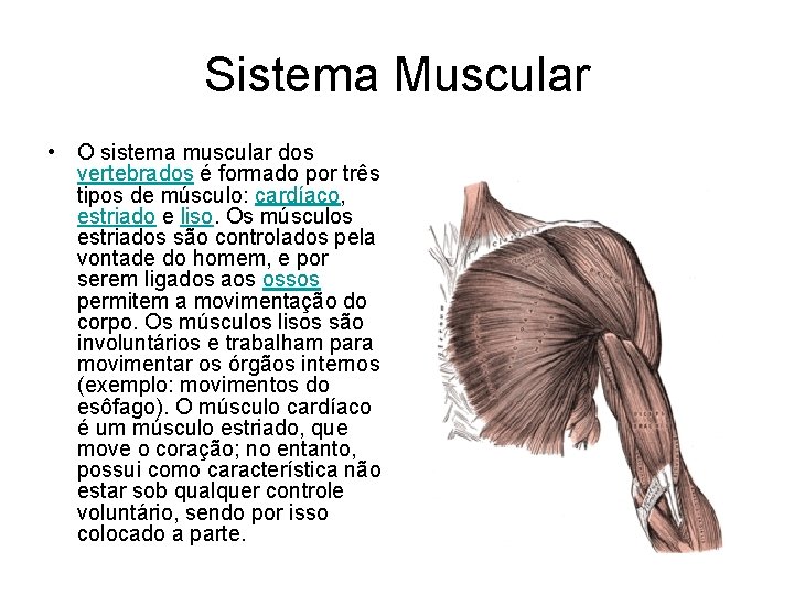 Sistema Muscular • O sistema muscular dos vertebrados é formado por três tipos de