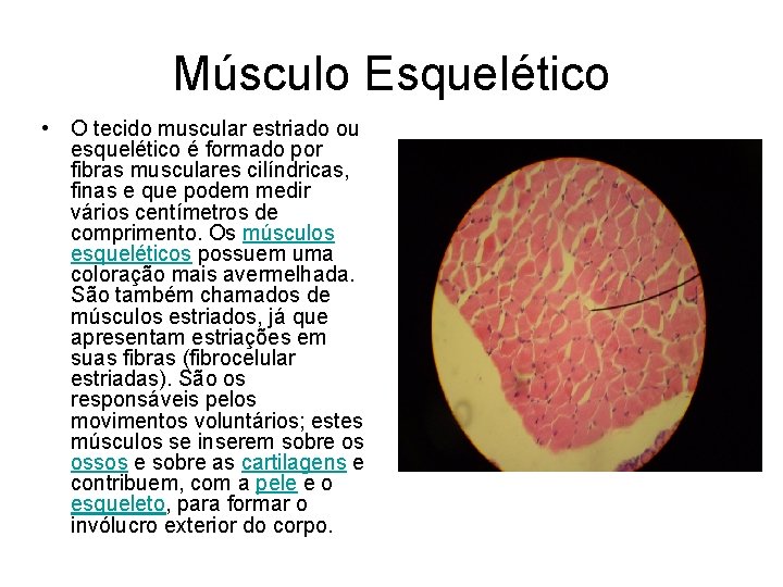Músculo Esquelético • O tecido muscular estriado ou esquelético é formado por fibras musculares
