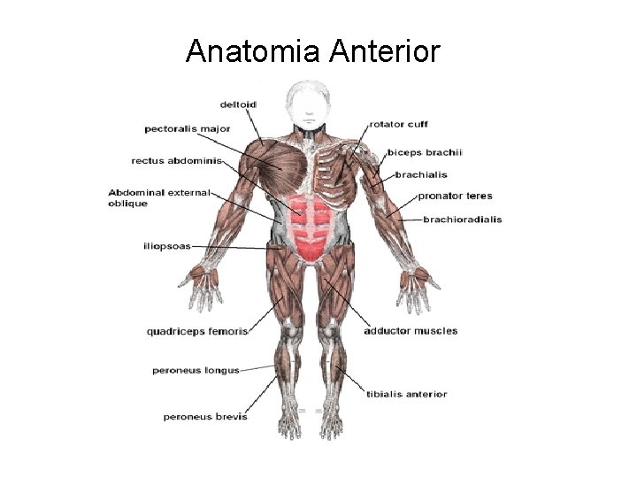 Anatomia Anterior 