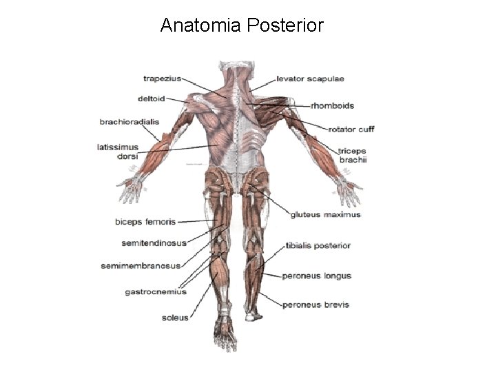 Anatomia Posterior 