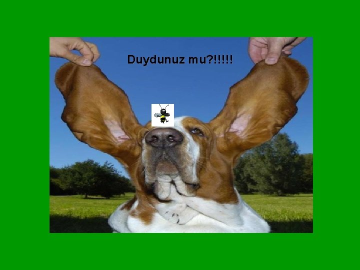 Duydunuz mu? !!!!! 