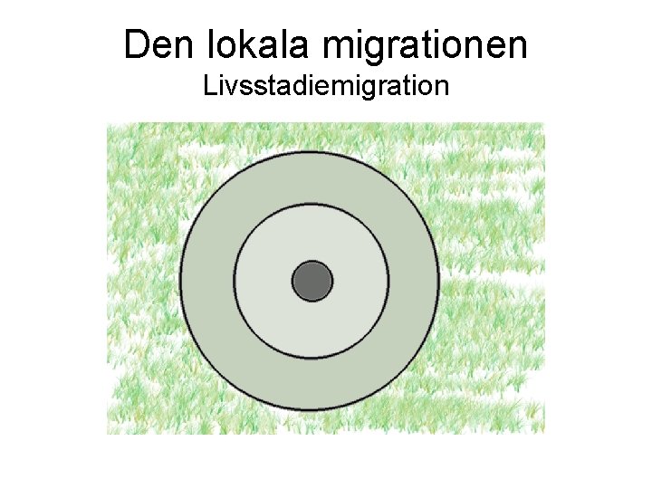 Den lokala migrationen Livsstadiemigration 