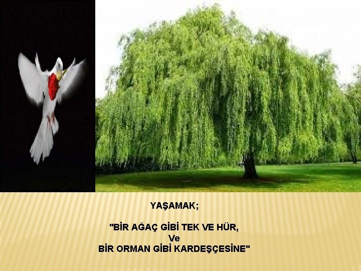 YAŞAMAK; "BİR AĞAÇ GİBİ TEK VE HÜR, Ve BİR ORMAN GİBİ KARDEŞÇESİNE" YAŞAMAK; "BİR AĞAÇ GİBİ TEK VE HÜR, Ve BİR ORMAN GİBİ KARDEŞÇESİNE"