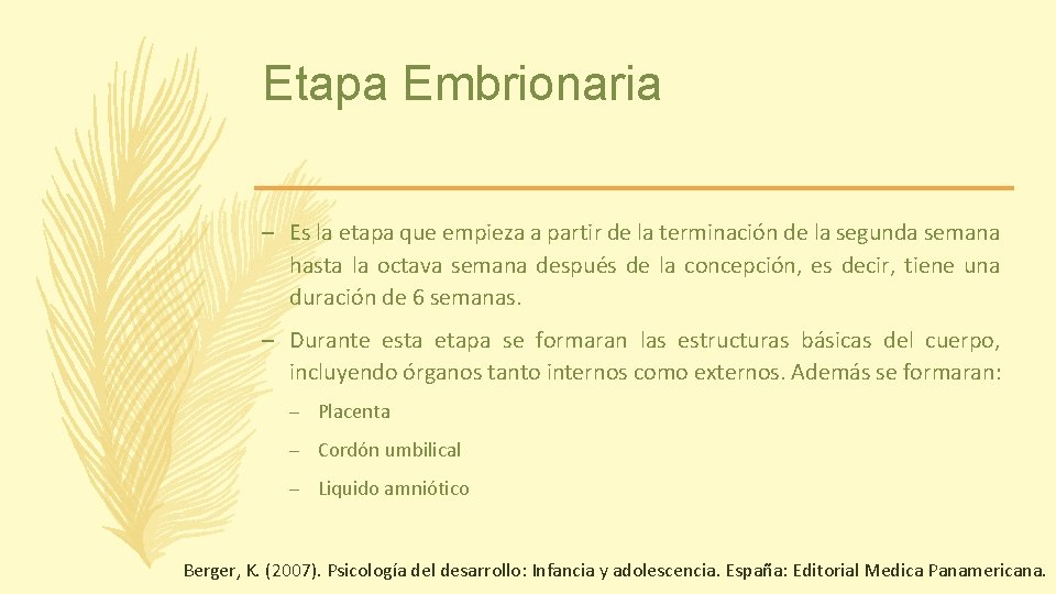 Etapa Embrionaria – Es la etapa que empieza a partir de la terminación de