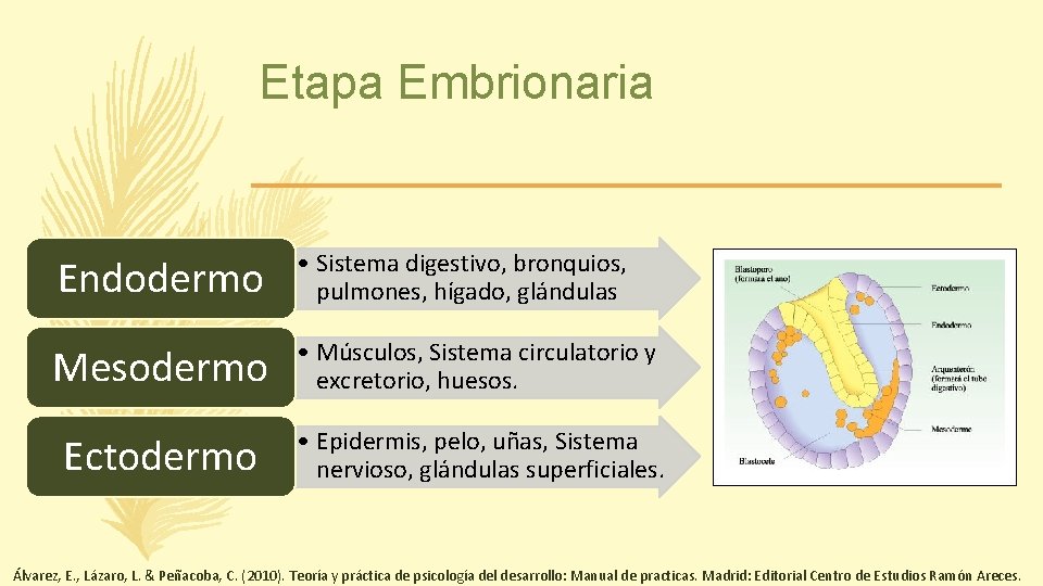 Etapa Embrionaria Endodermo • Sistema digestivo, bronquios, pulmones, hígado, glándulas Mesodermo • Músculos, Sistema