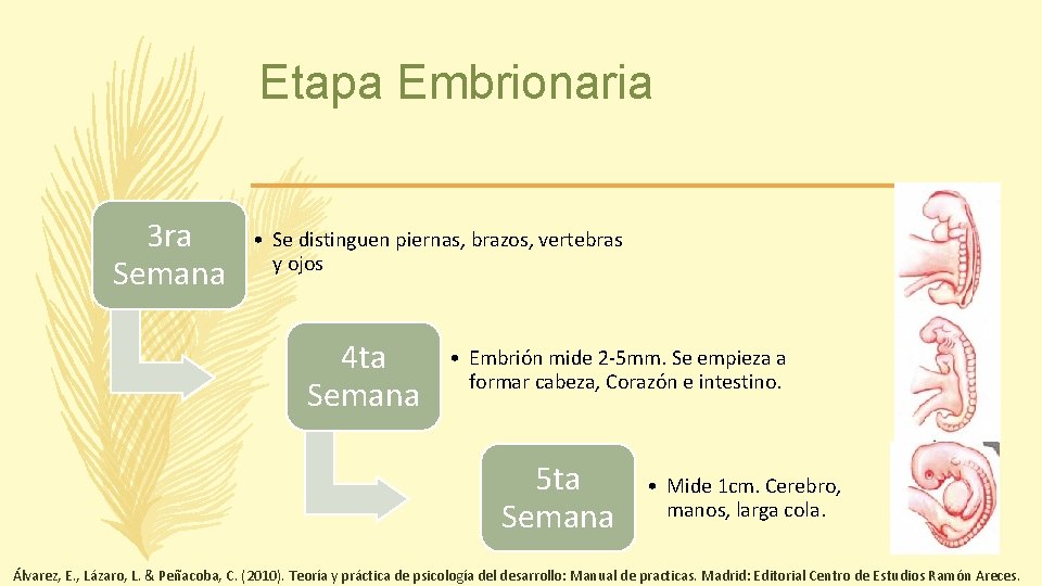 Etapa Embrionaria 3 ra Semana • Se distinguen piernas, brazos, vertebras y ojos 4