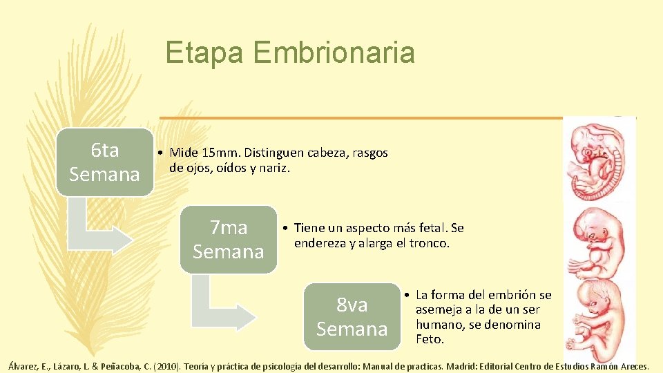 Etapa Embrionaria 6 ta Semana • Mide 15 mm. Distinguen cabeza, rasgos de ojos,