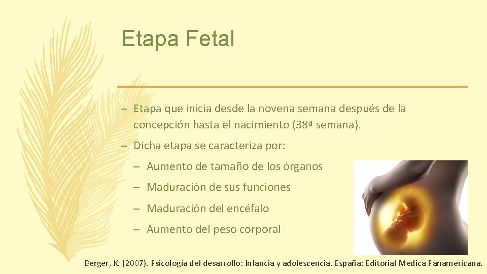 Etapa Fetal – Etapa que inicia desde la novena semana después de la concepción