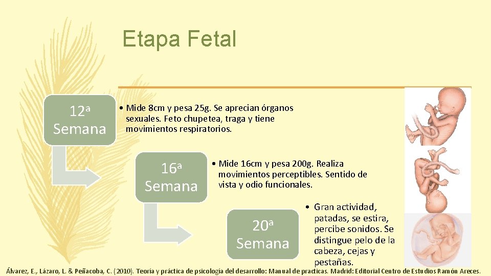 Etapa Fetal 12 a Semana • Mide 8 cm y pesa 25 g. Se