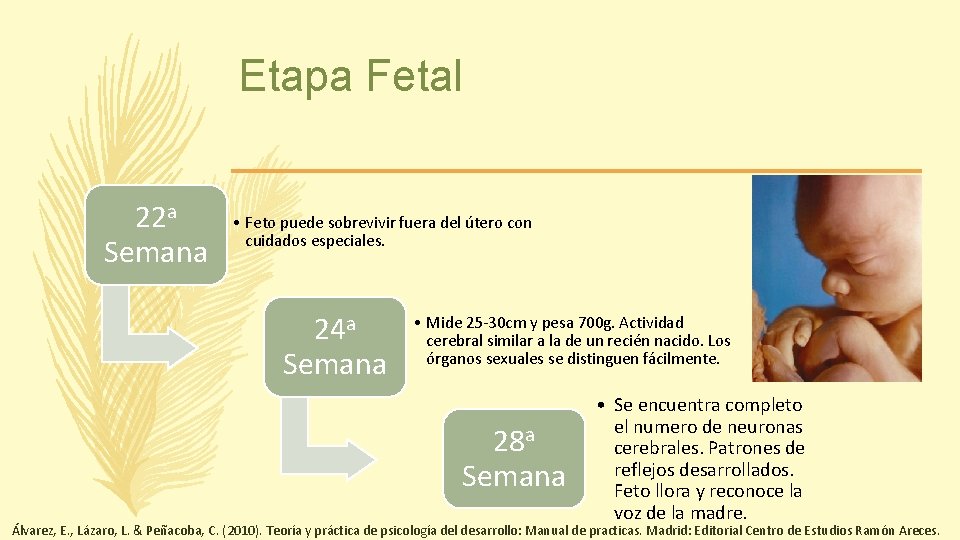 Etapa Fetal 22 a Semana • Feto puede sobrevivir fuera del útero con cuidados