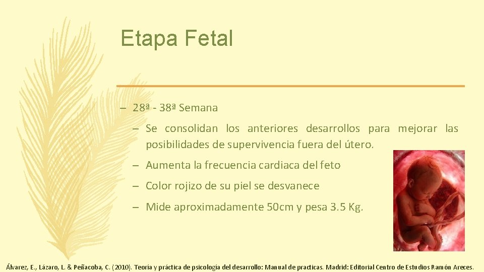 Etapa Fetal – 28ª - 38ª Semana – Se consolidan los anteriores desarrollos para
