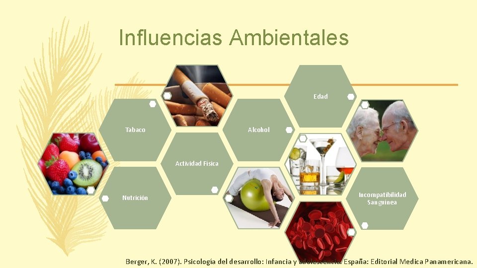 Influencias Ambientales Edad Alcohol Tabaco Actividad Física Nutrición Incompatibilidad Sanguínea Berger, K. (2007). Psicología