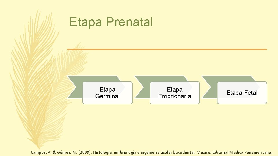 Etapa Prenatal Etapa Germinal Etapa Embrionaría Etapa Fetal Campos, A. & Gómez, M. (2009).