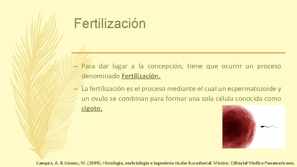 Fertilización – Para dar lugar a la concepción, tiene que ocurrir un proceso denominado