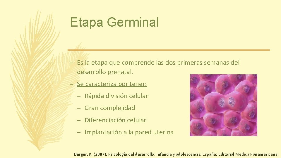 Etapa Germinal – Es la etapa que comprende las dos primeras semanas del desarrollo