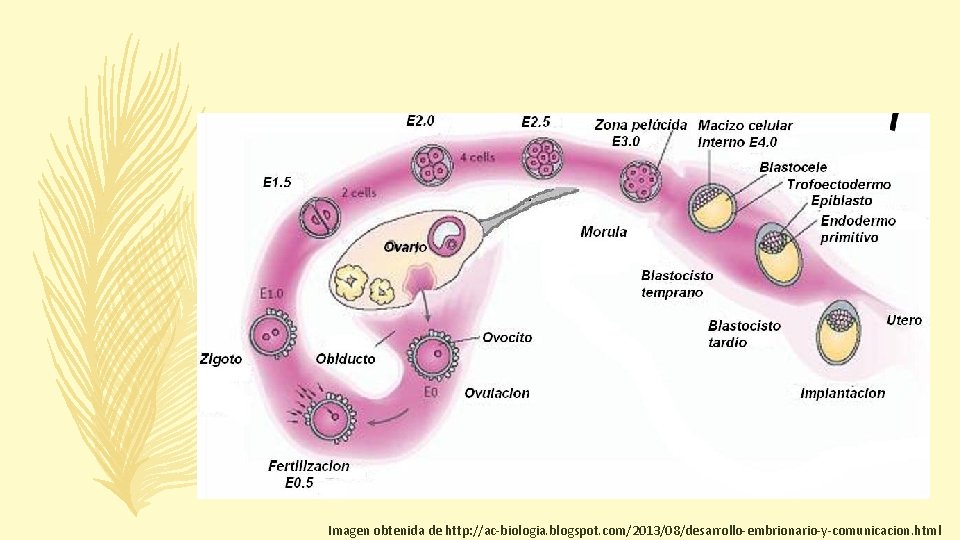 Imagen obtenida de http: //ac-biologia. blogspot. com/2013/08/desarrollo-embrionario-y-comunicacion. html 