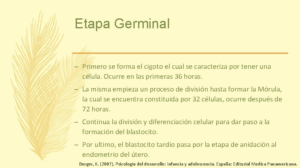 Etapa Germinal – Primero se forma el cigoto el cual se caracteriza por tener