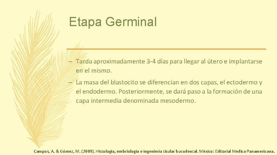 Etapa Germinal – Tarda aproximadamente 3 -4 días para llegar al útero e implantarse