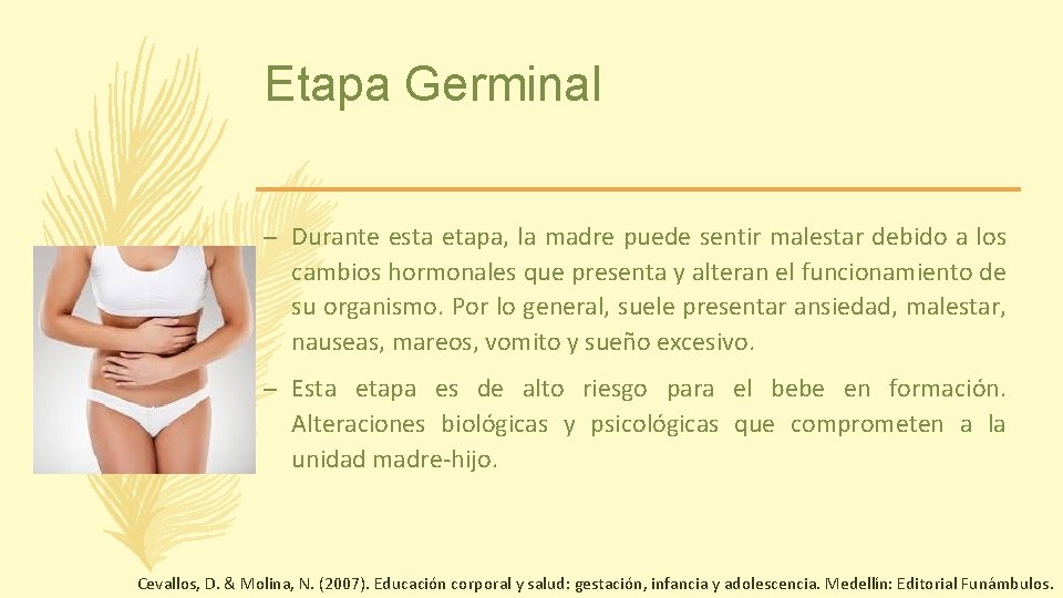 Etapa Germinal – Durante esta etapa, la madre puede sentir malestar debido a los