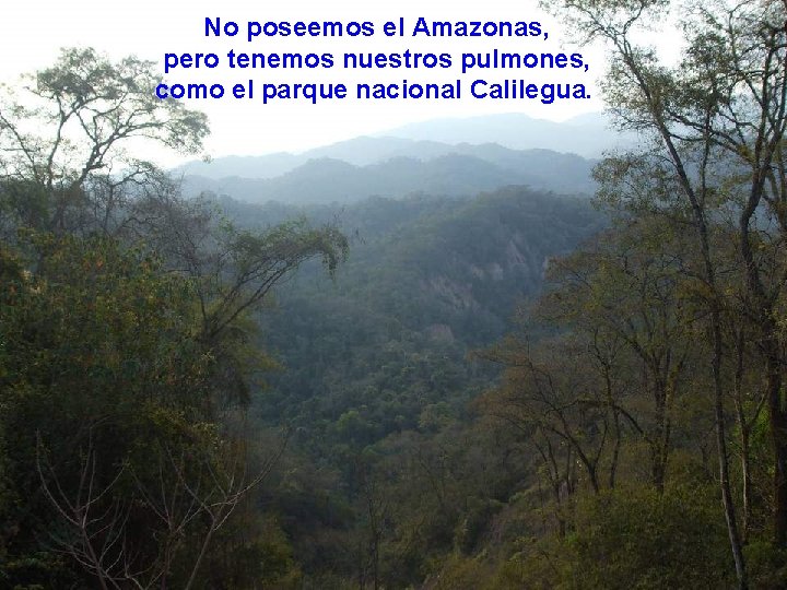 No poseemos el Amazonas, pero tenemos nuestros pulmones, como el parque nacional Calilegua. 