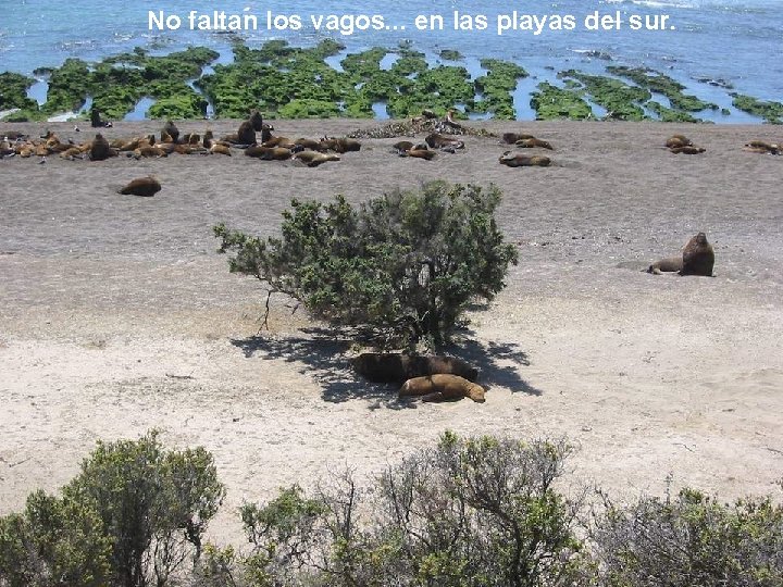 No faltan los vagos. . . en las playas del sur. 