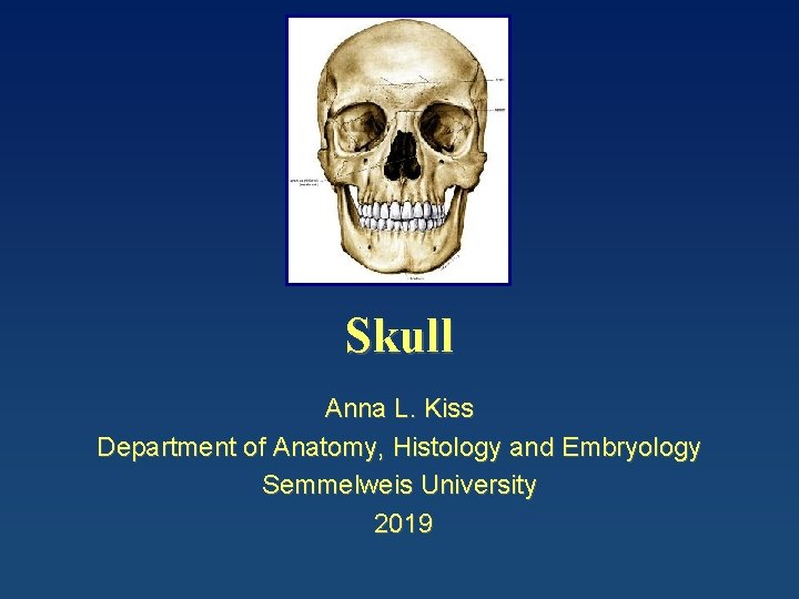 Skull Anna L. Kiss Department of Anatomy, Histology and Embryology Semmelweis University 2019 