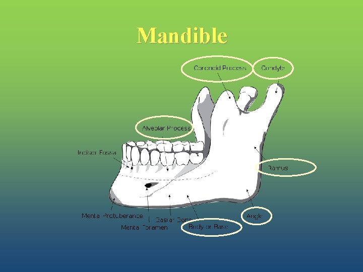 Mandible 