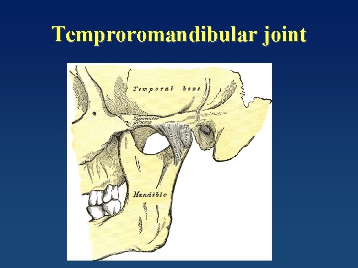 Temproromandibular joint 