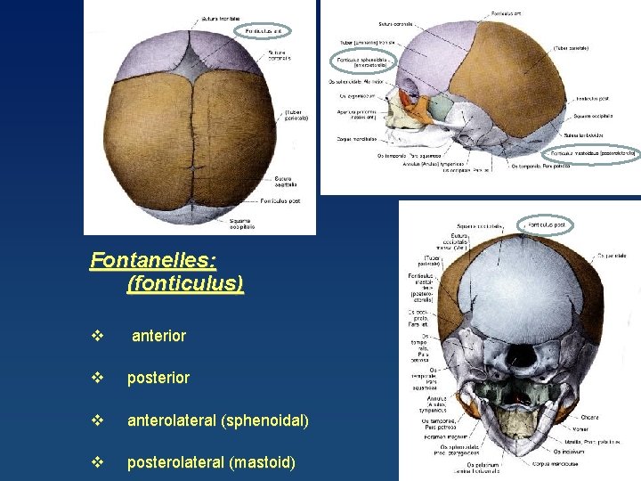 Fontanelles: (fonticulus) v anterior v posterior v anterolateral (sphenoidal) v posterolateral (mastoid) 