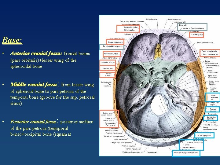 Base: • Anterior cranial fossa: frontal bones (pars orbitalis)+lesser wing of the sphenoidal bone